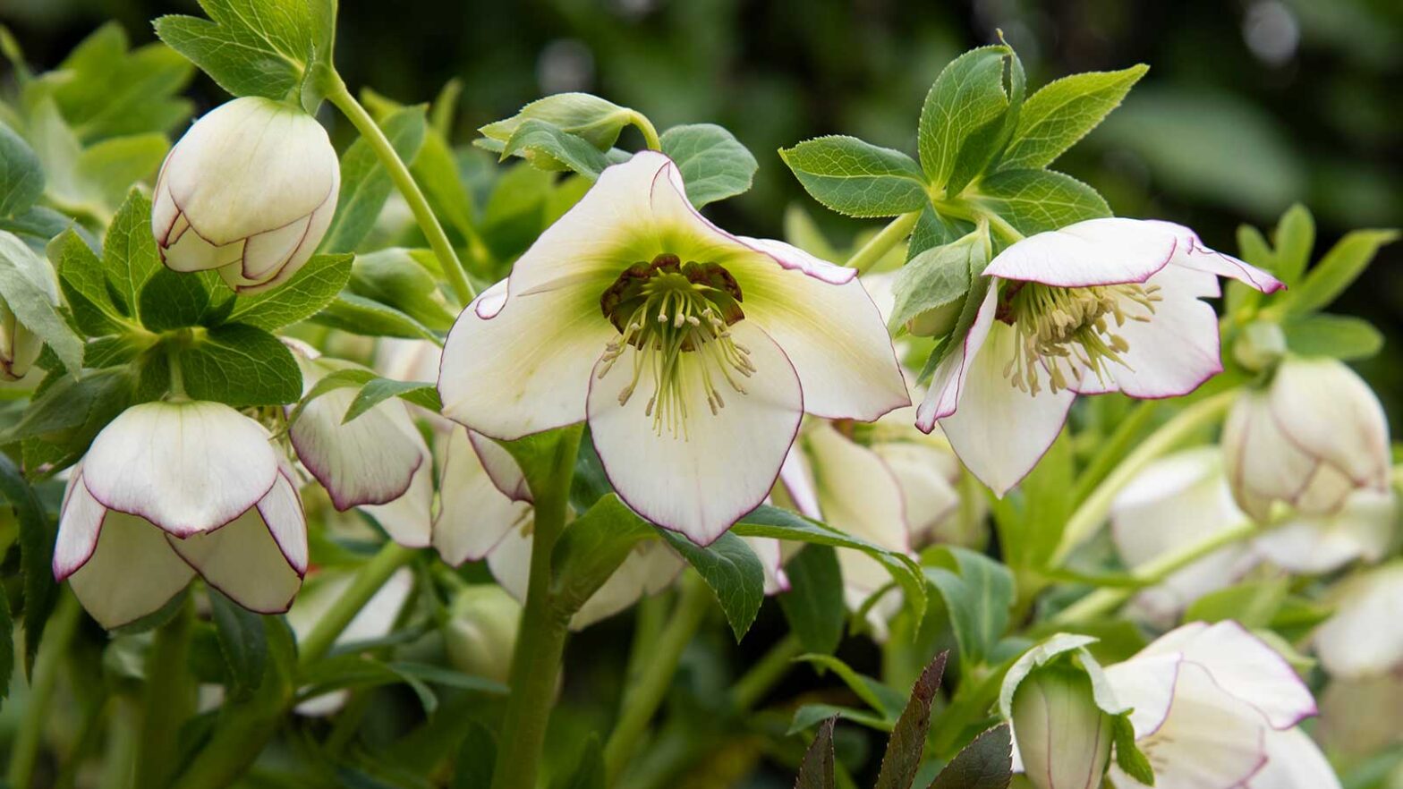 Container plants that will bloom for all zones by Christmas