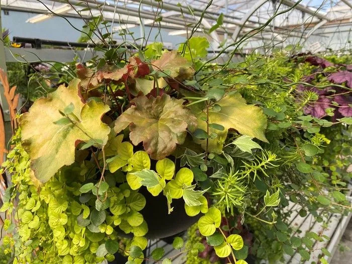    Hanging baskets with lush deciduous plants are not only easy to worry, but give your terrace a subtle sophistication.