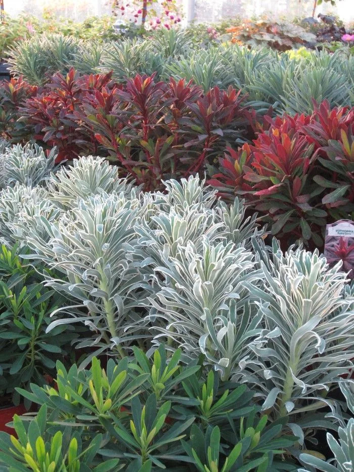     With Euphorbias in many colors you will surely find one that contracts your topic.