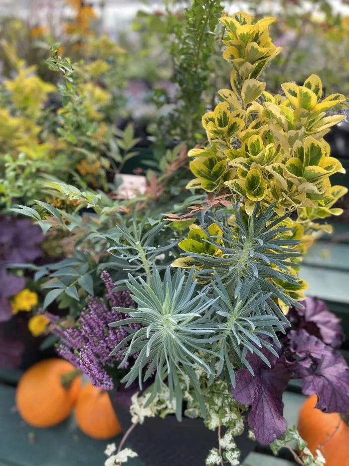     Accent with orange! Mix pumpkins and pumpkins around your planters to create a nice harvest.