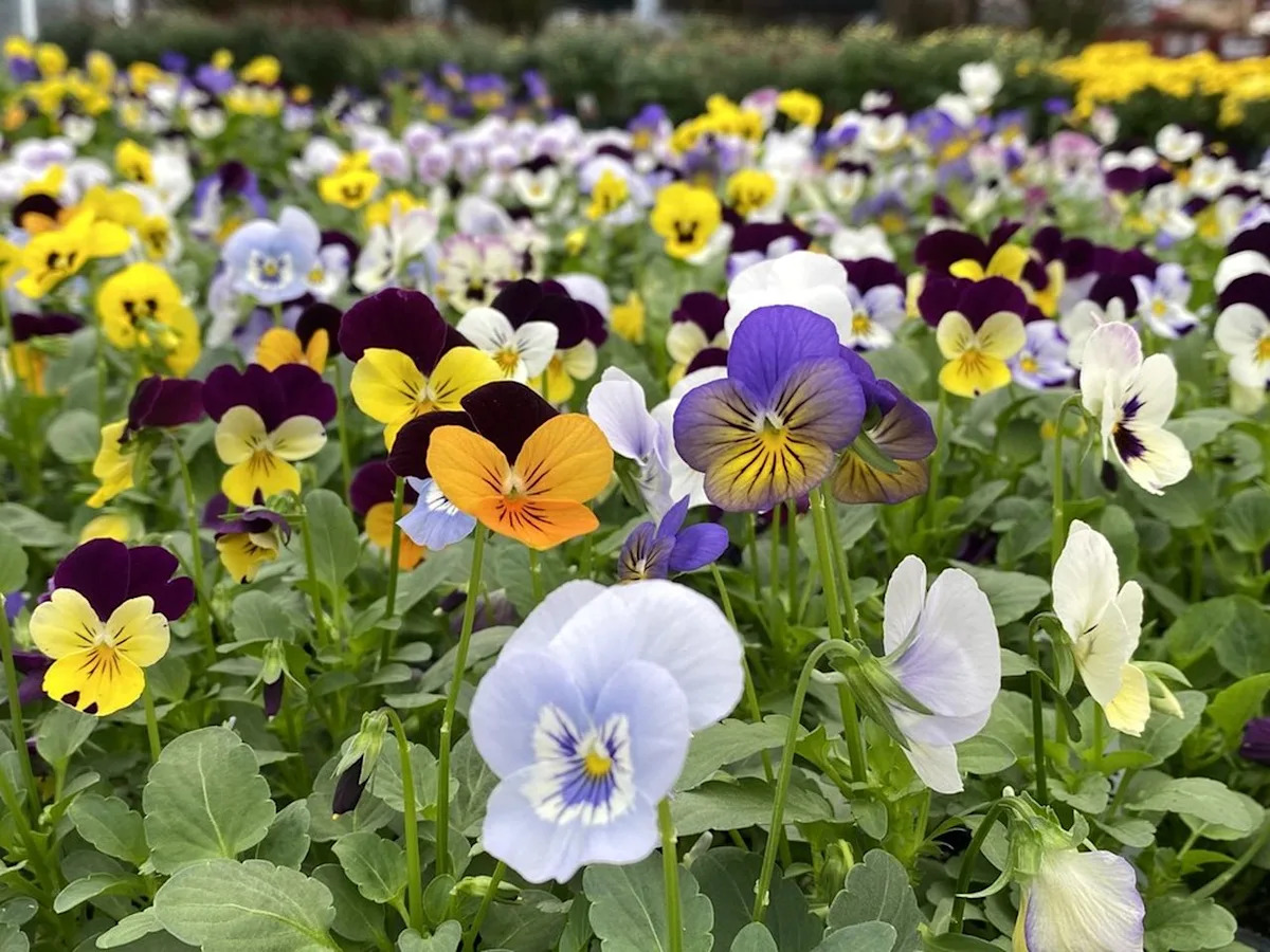 Give your veranda and cover a refreshment with these autumn plants