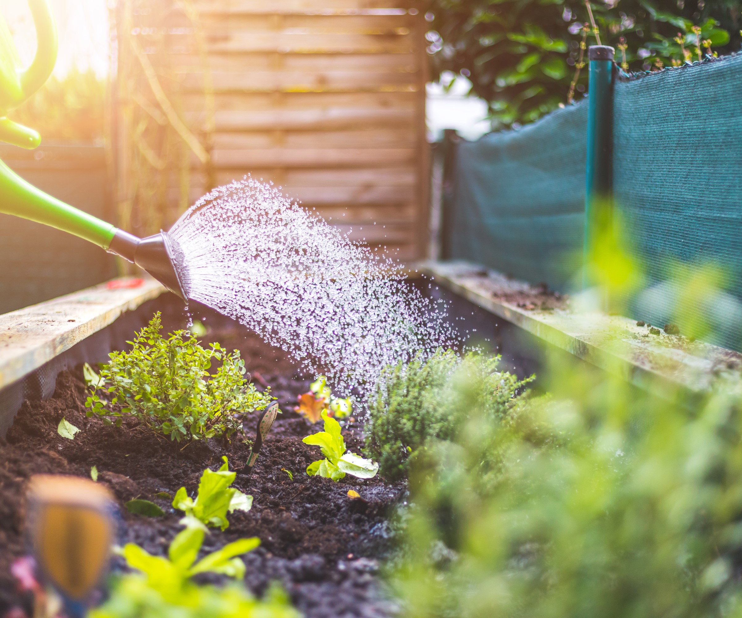 Irrigation of plants in an elevated bed