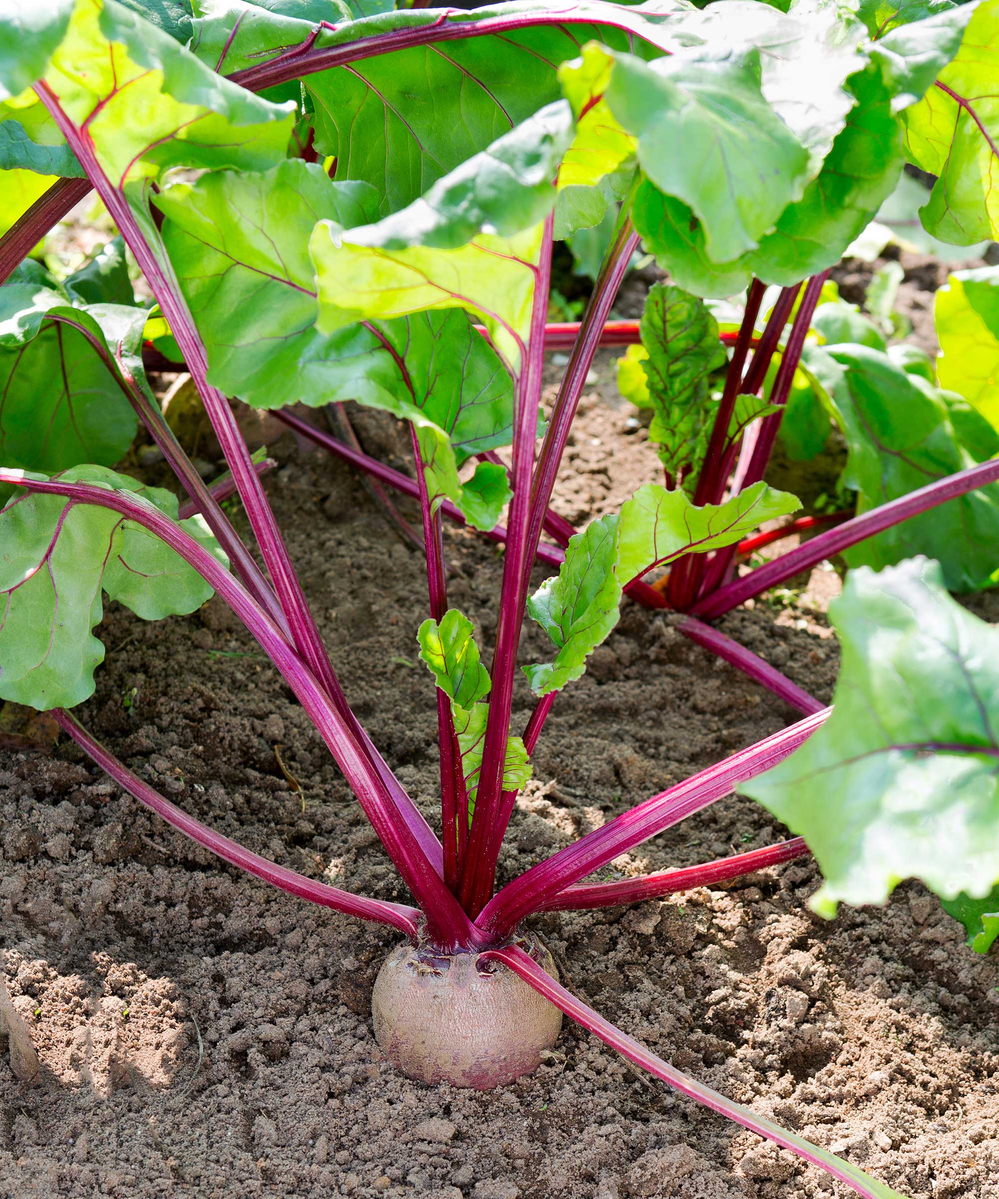 Beetroot grow