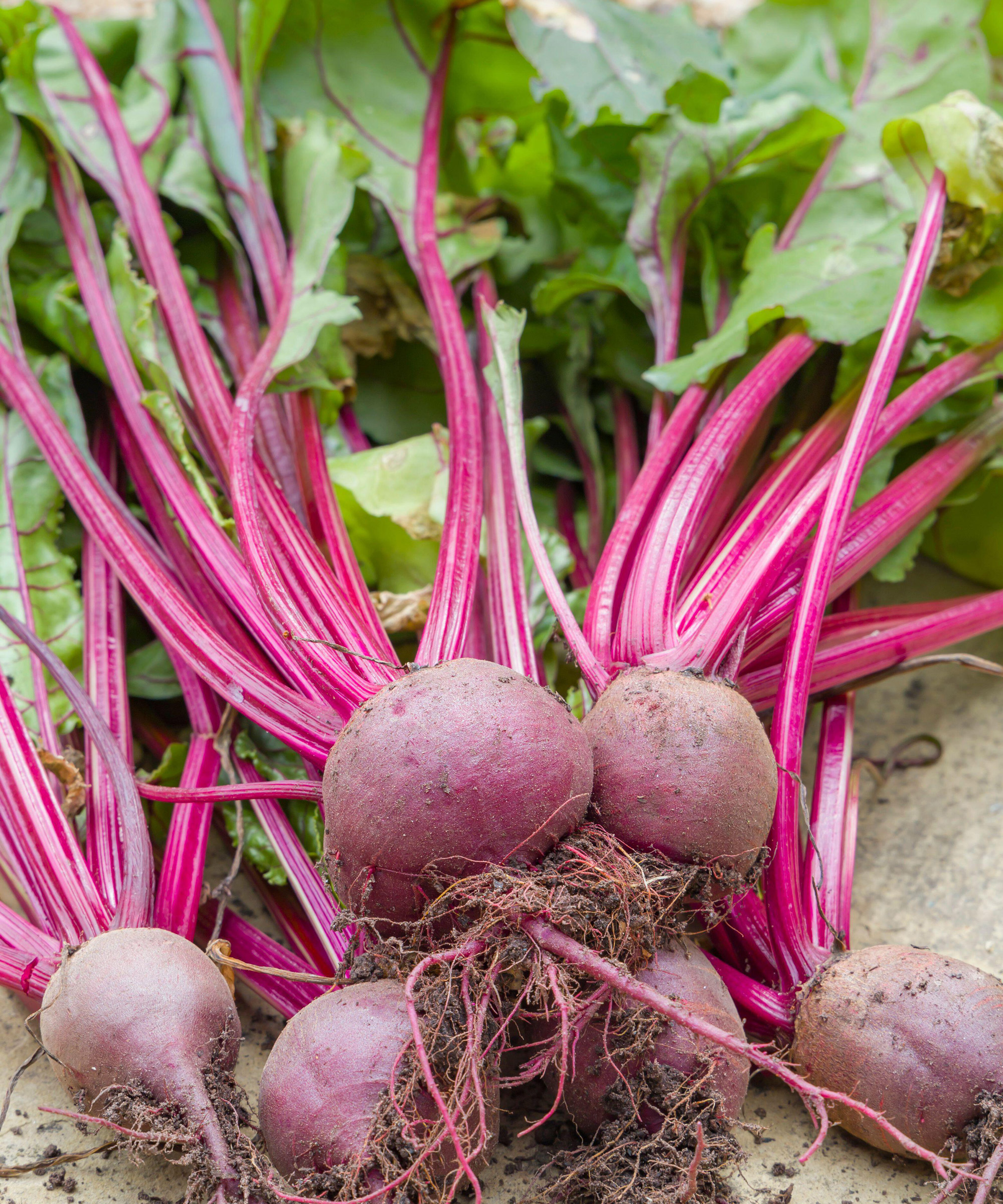 Beetroot boltardy attached to the harvest with leaves
