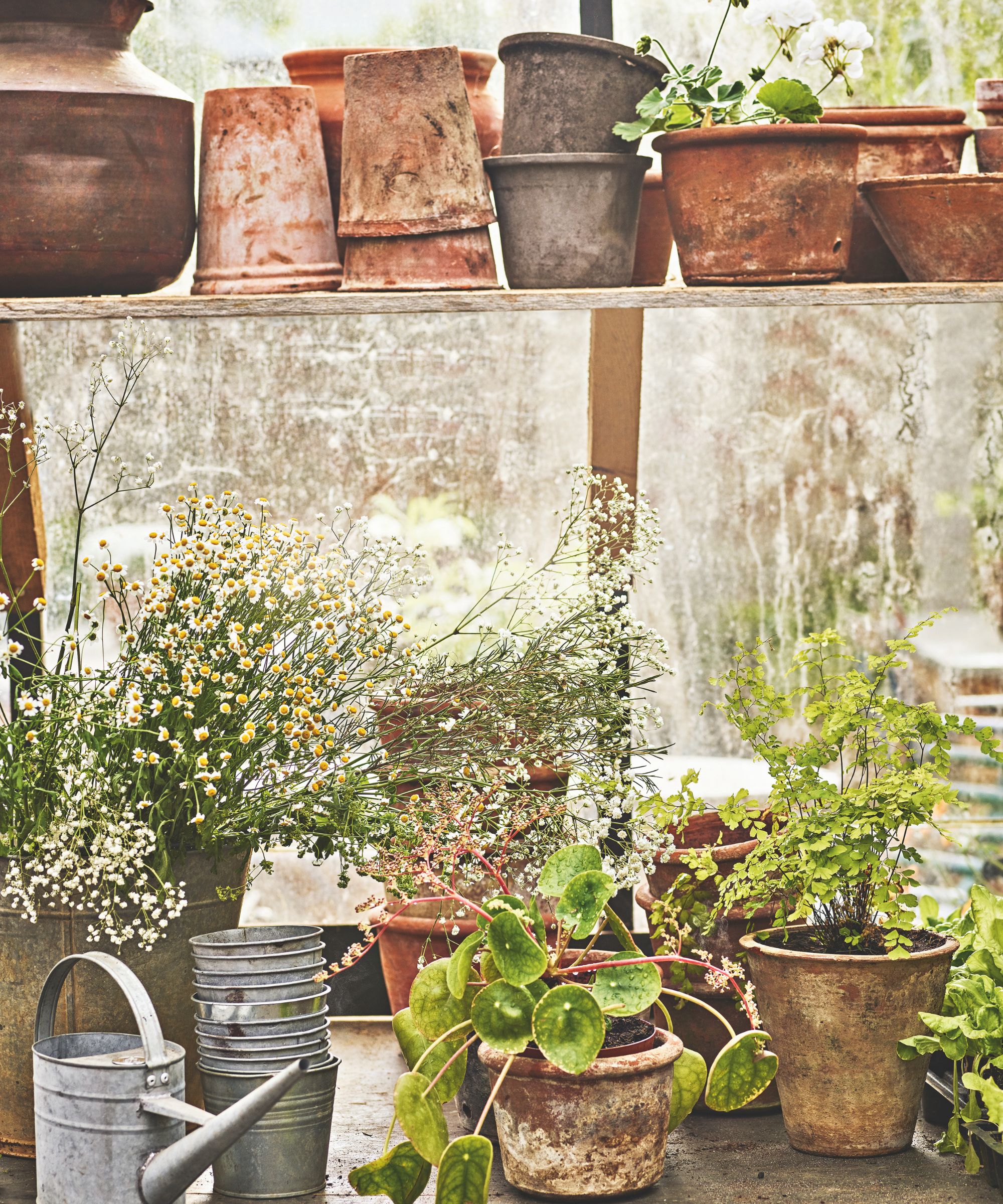 Stacked plant pots on a shelf in a greenhouse with terracotta plant pots with plants underneath, with a metal gasization