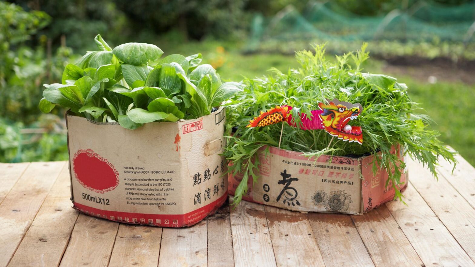 How to make DIY box pots for an environmentally friendly farm