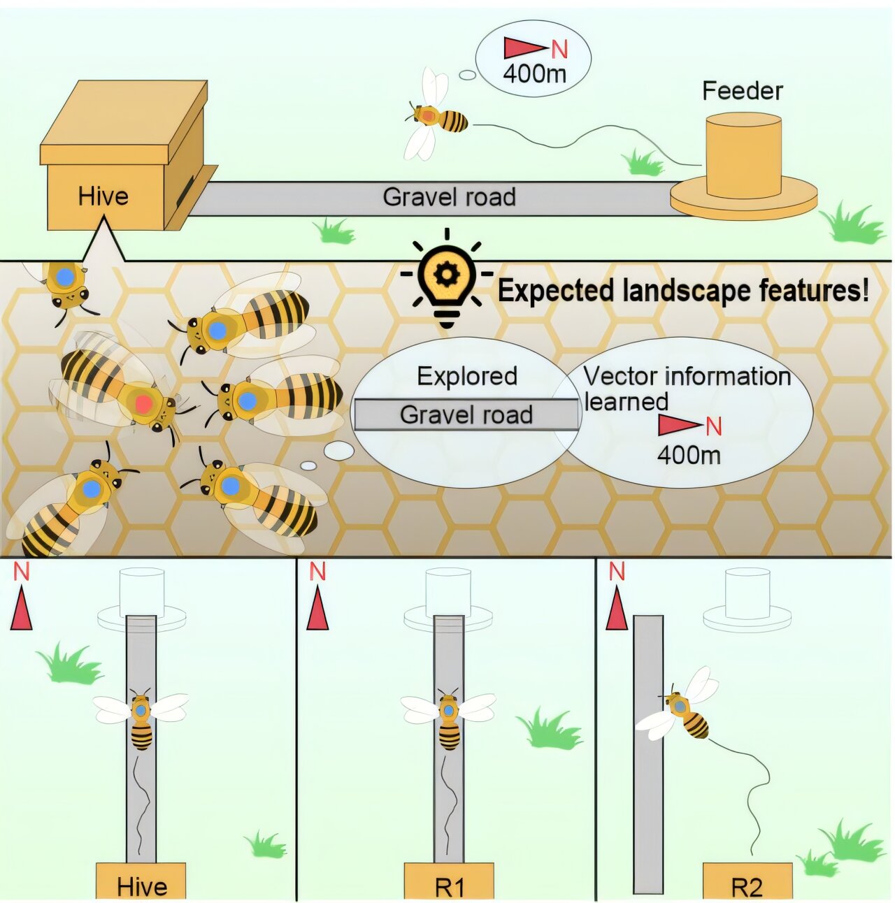 Honeybees use dance communication to demand the expectations of the landscape, study exhibitions