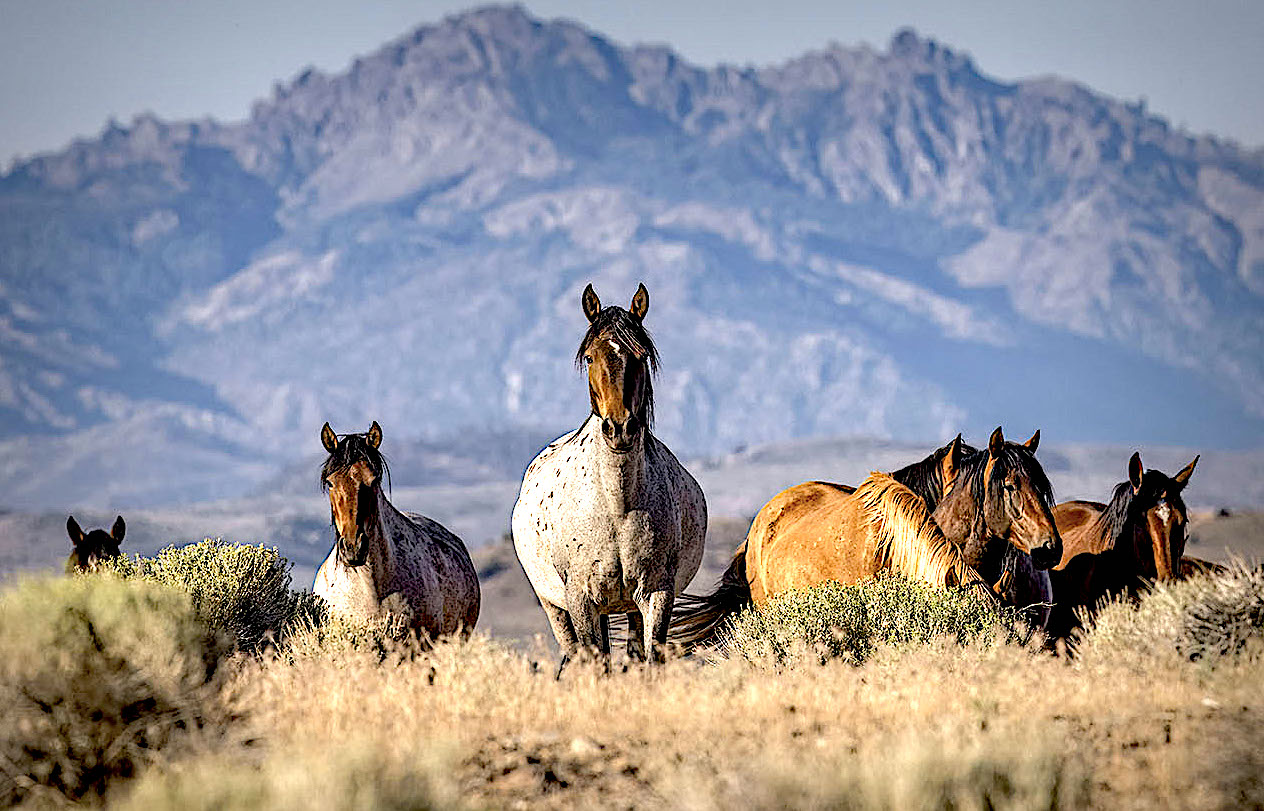 Tips for the wild wild horses wild