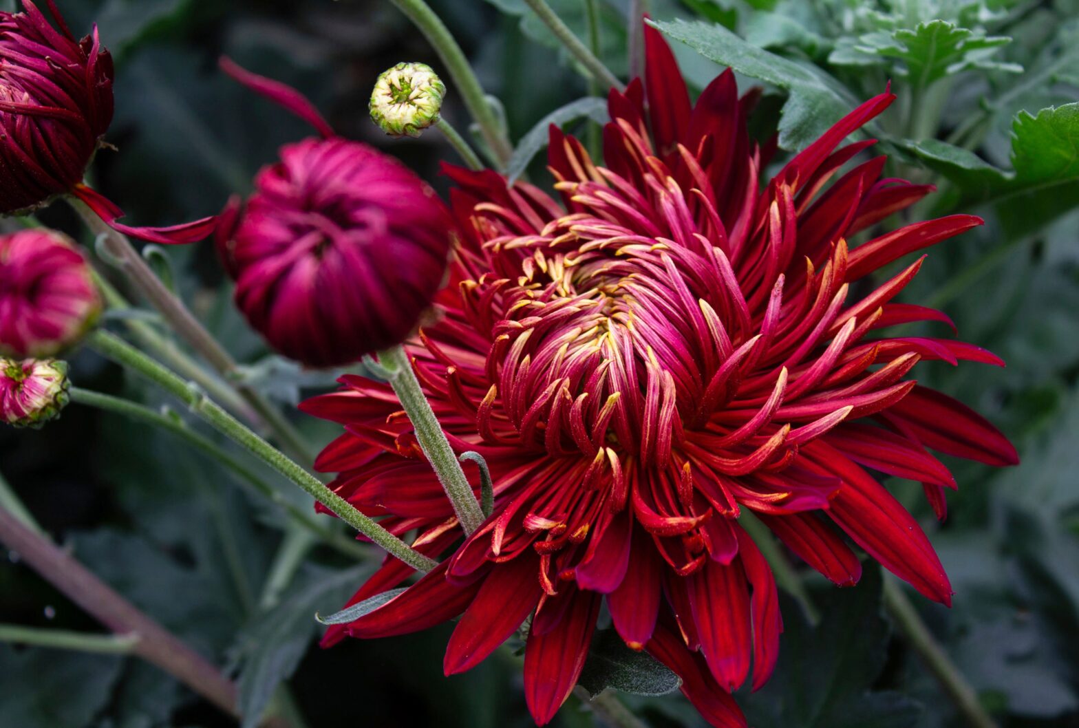7 Spectacular Erbstümmütter who earn a place in your autumn garden