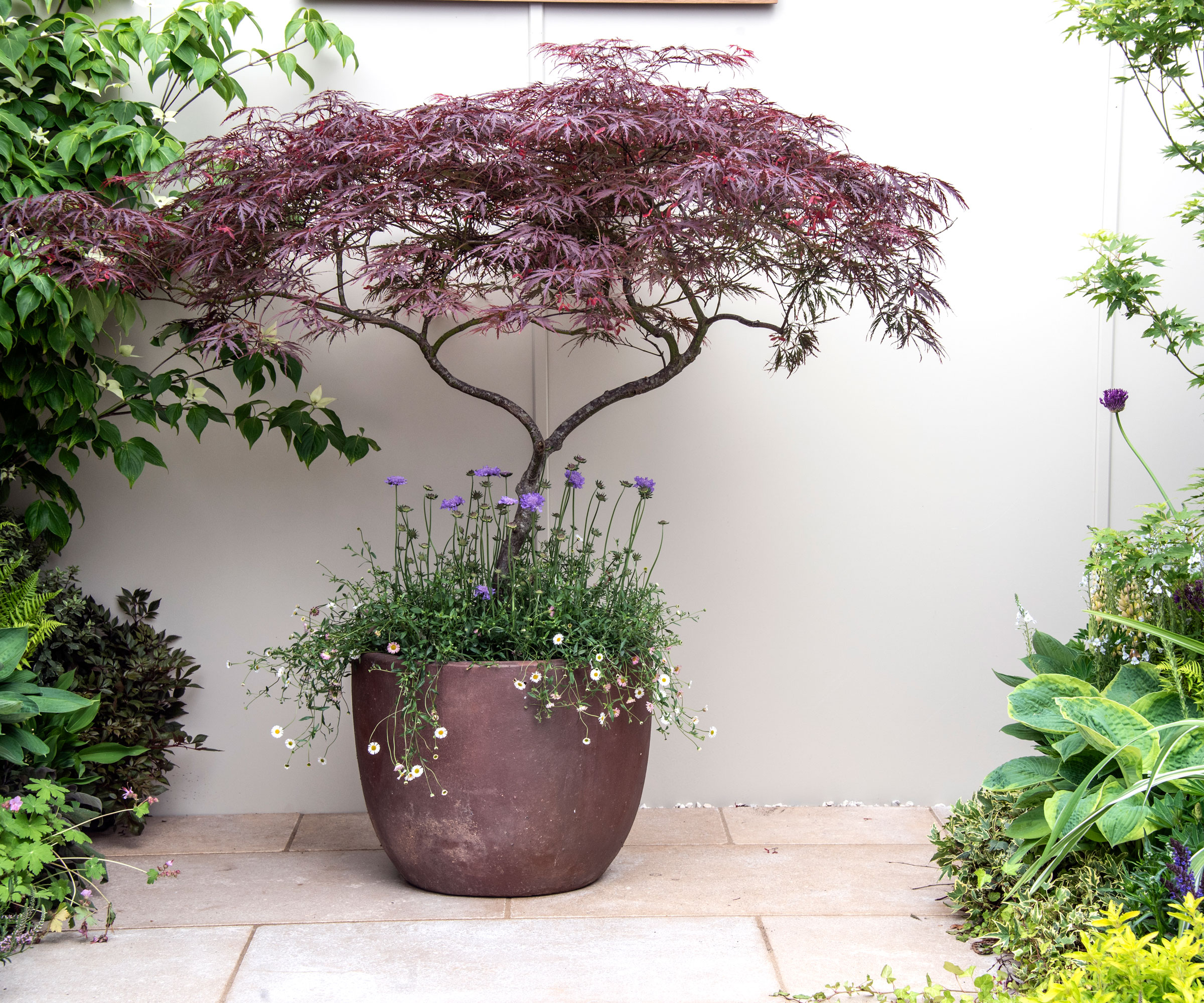 Acer (Japanese maple) planted in a pot with Mexican Fleabane and Mauve Scabiosa