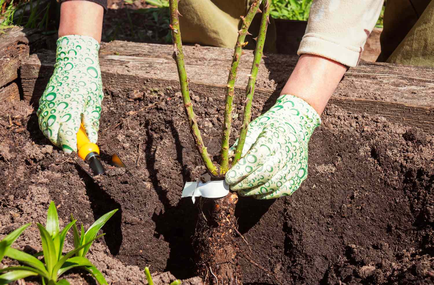 Can you plant roses in autumn?