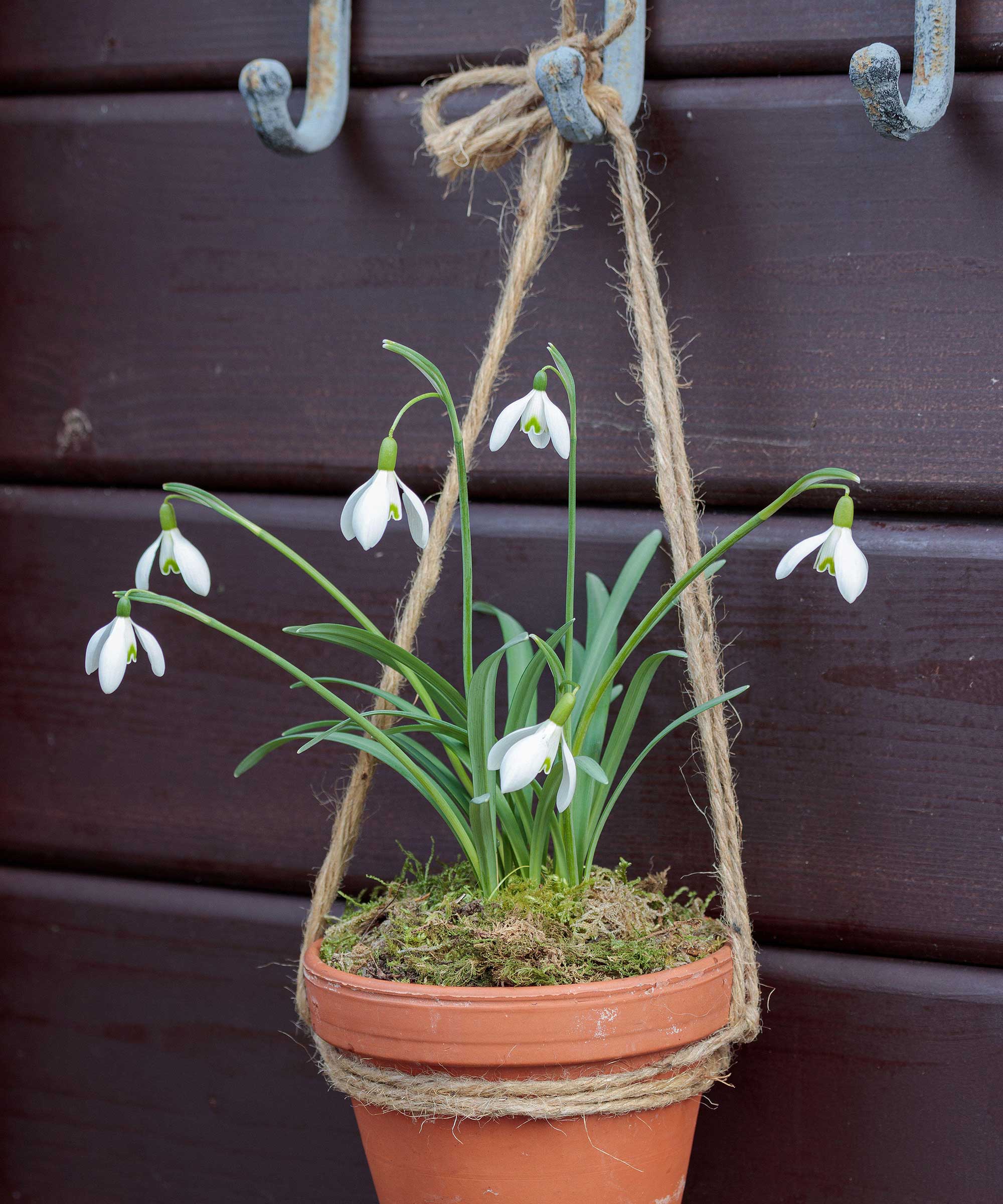Snowdrops in the pot