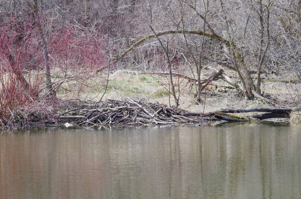 Drought, farms and the beaver manifesto