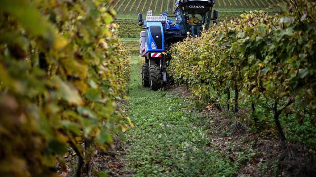 Environmentally friendly French winemakers plant hybrid vines to curb pesticide consumption
