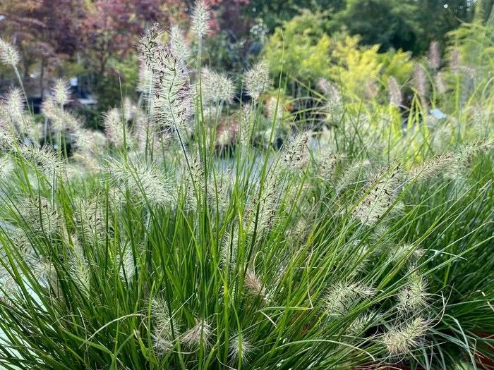     Little Bunny Pennisetum offers containers great interest without overwhelming other plants.