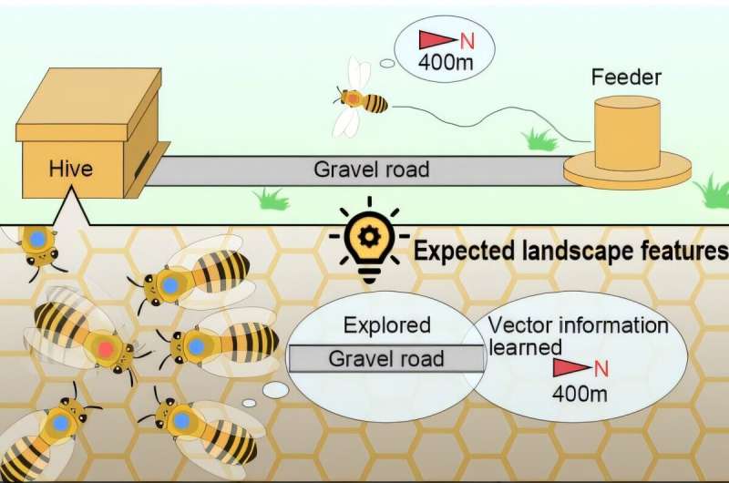 Honeybees use dance communication to meet the expectations of the landscape