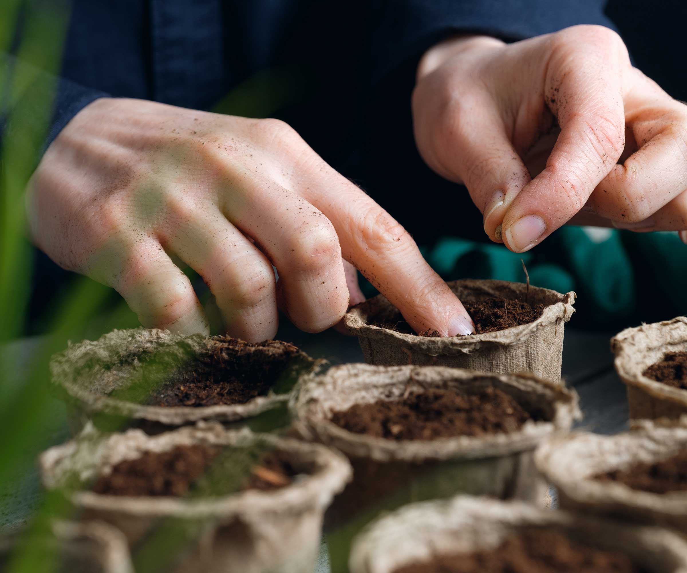 Person in the interior seeds sow
