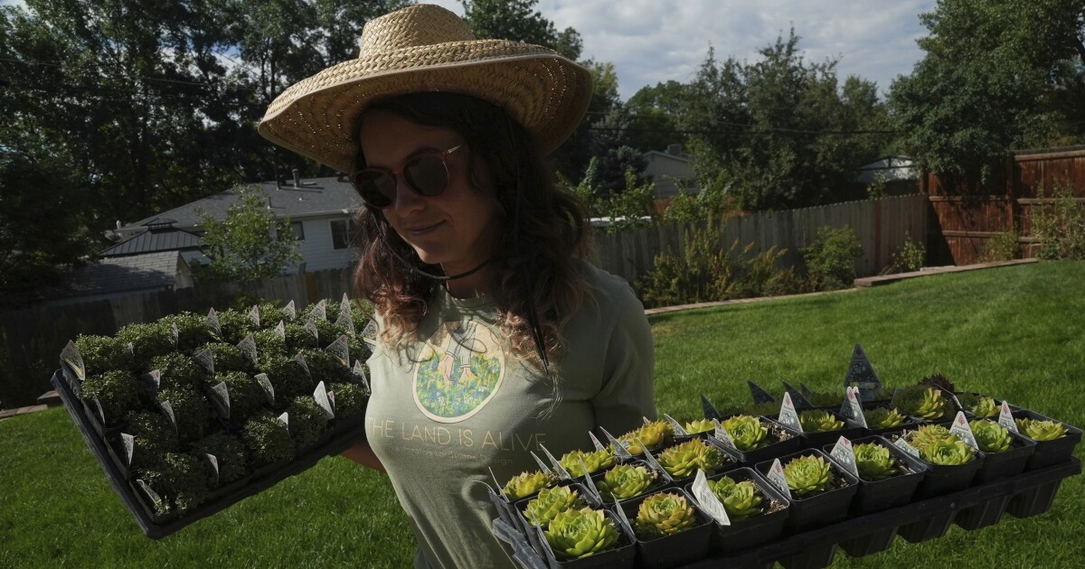 Move around, green lawn. Low-water landscape design changes the game