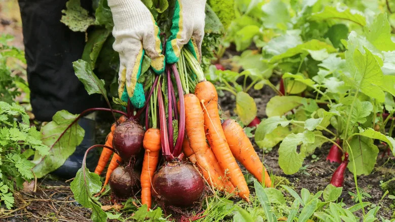 Gardeners in the keeping of carrots and beets in the garden.