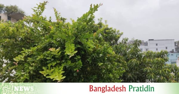 The roofs become green: a cool solution for Dhaka's heat |