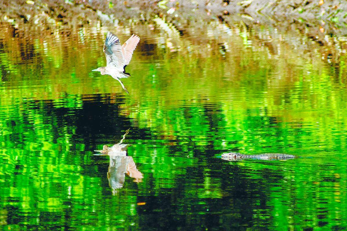 Transform green into gold