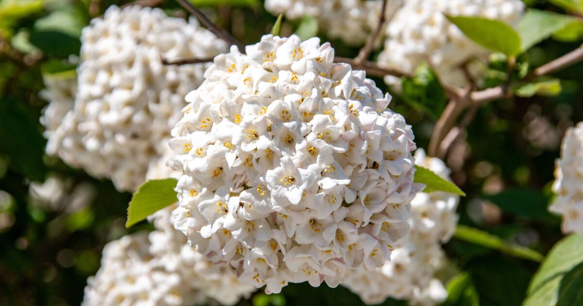 What about plants instead of hydrangeas - flower 3 gardeners love more