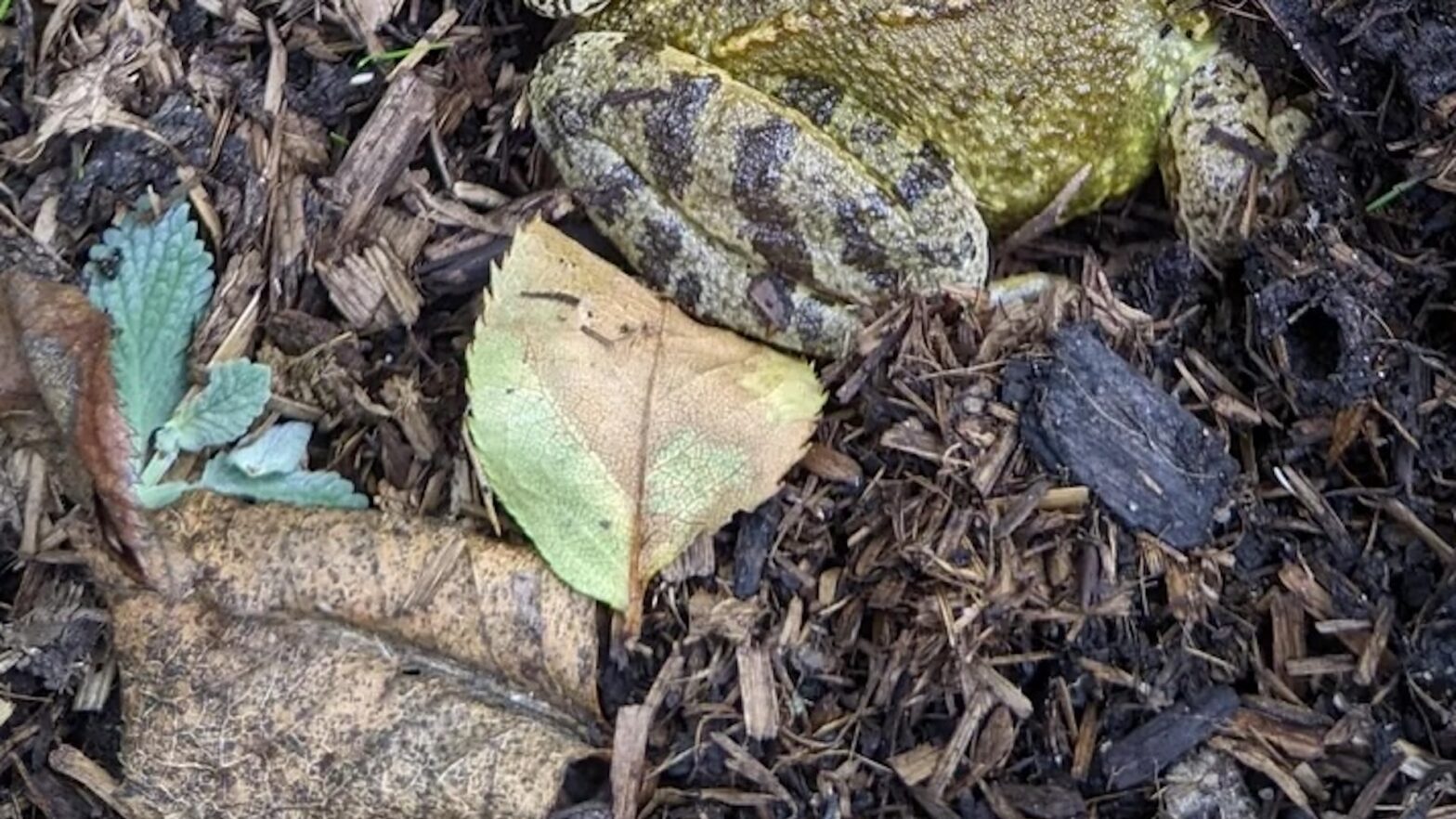 Homeowners are enthusiastic after unexpected visitors had visited a new Backyard Pond: "What a nice reward"