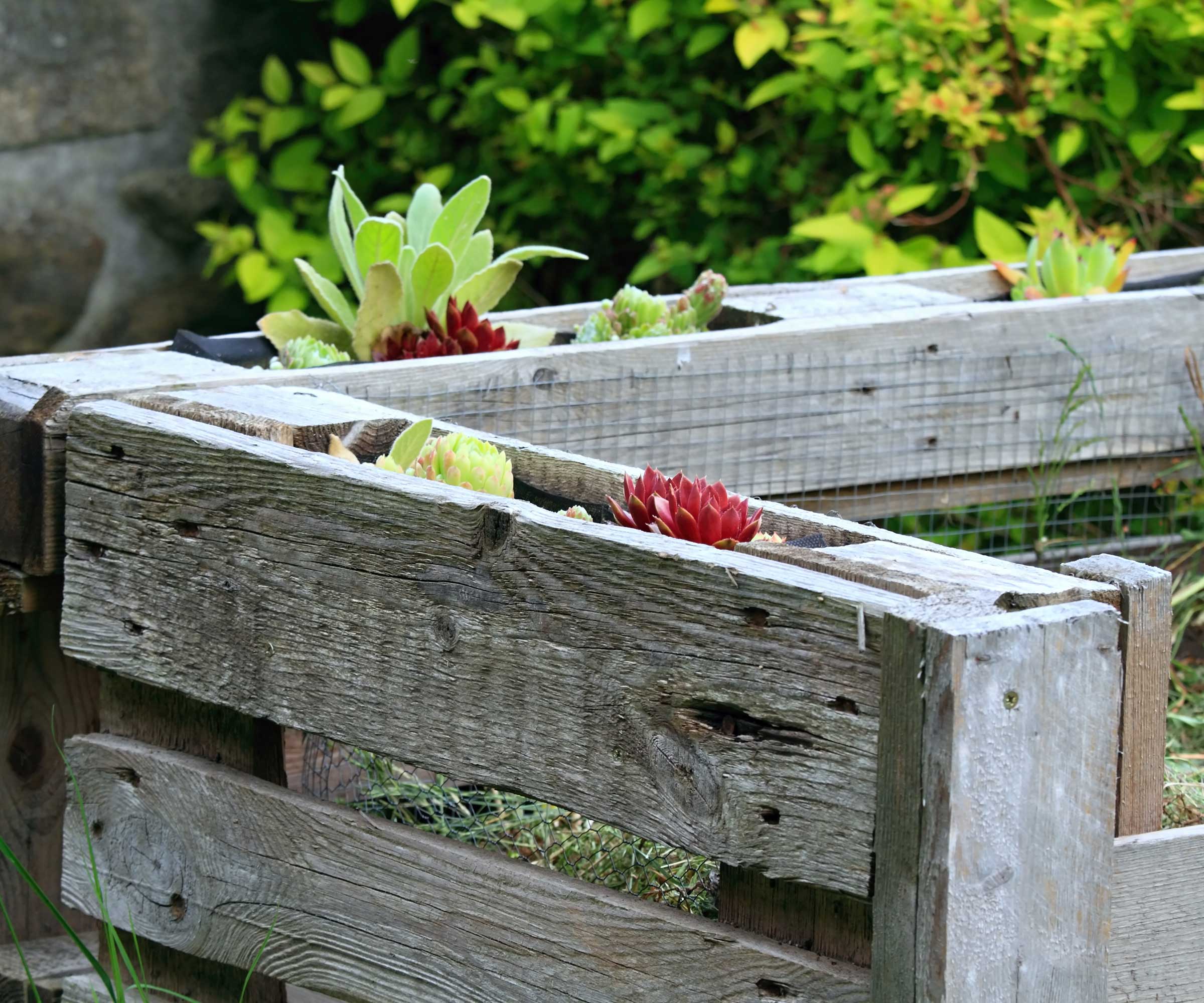 Succulents planted in wood compost containers