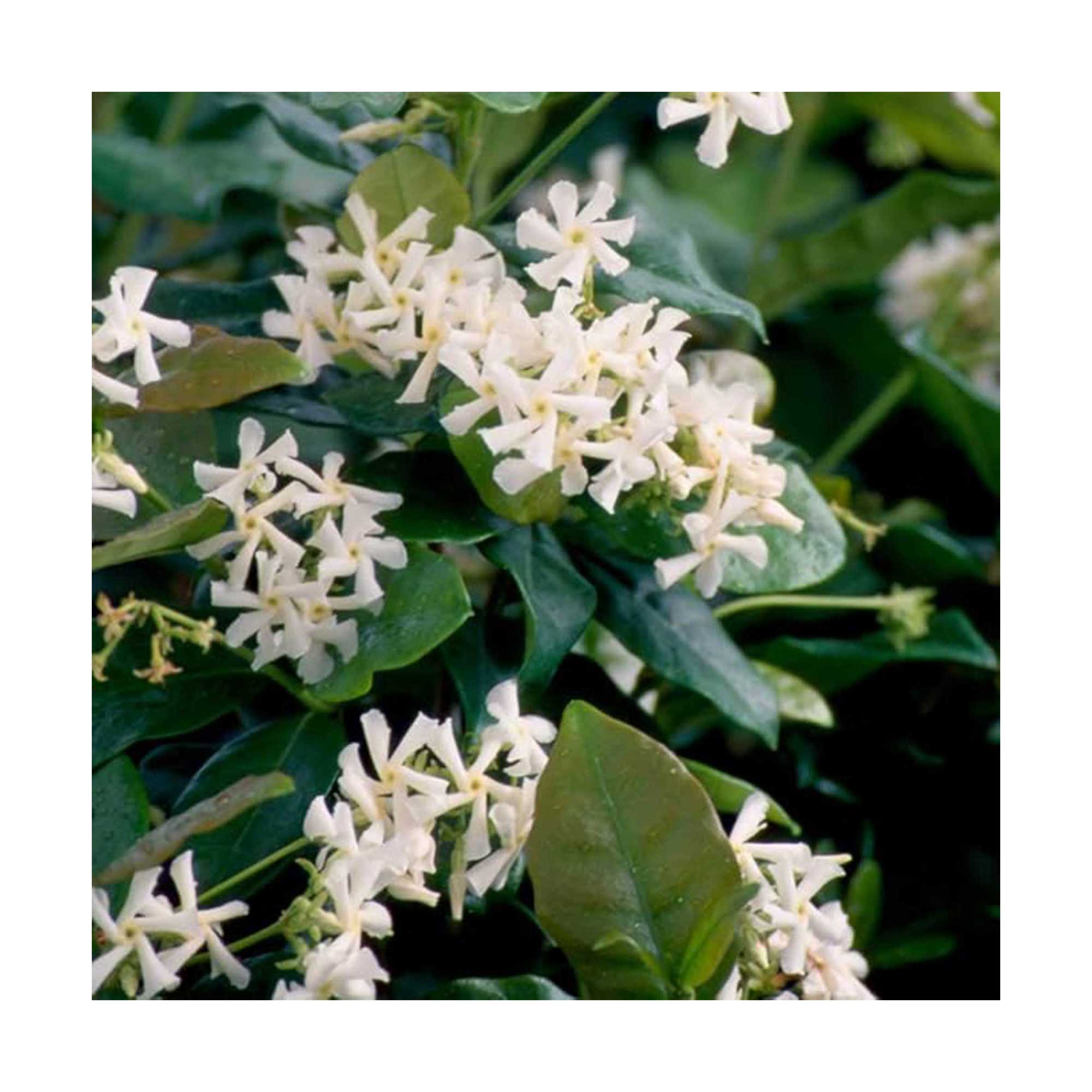Stern Jasmine from plants by post