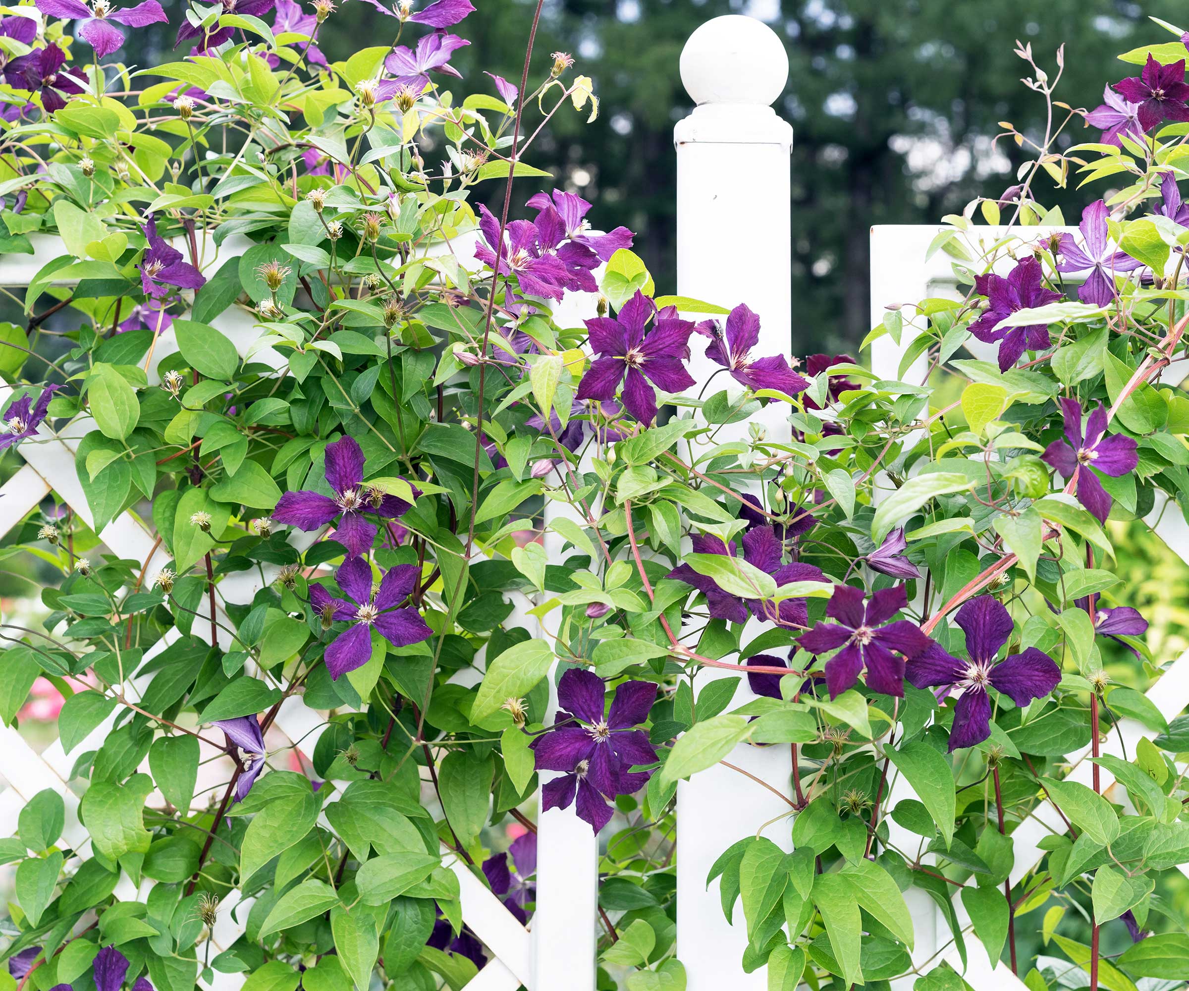 Lila Clematis on grid