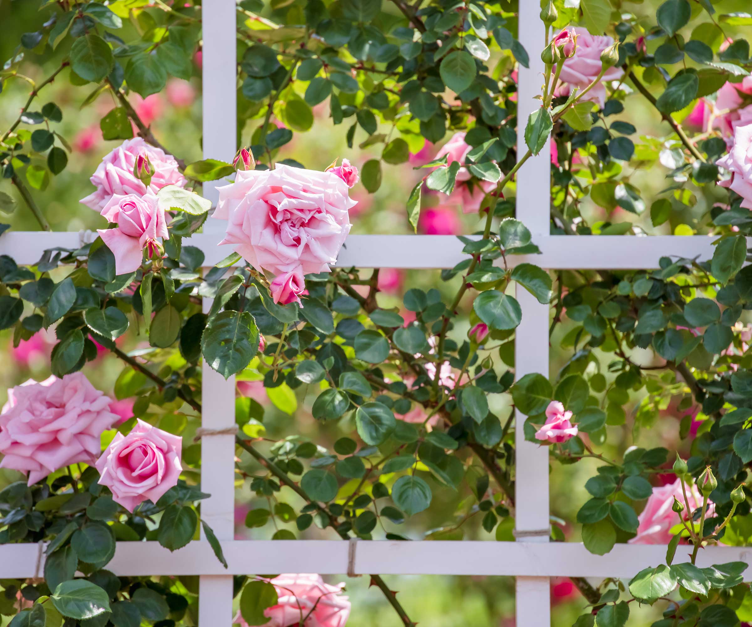 Pink roses climb a white trellis
