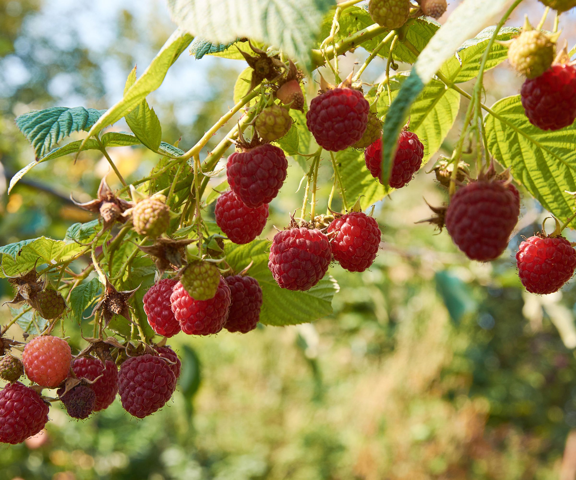 A raspberry plant with red fruits