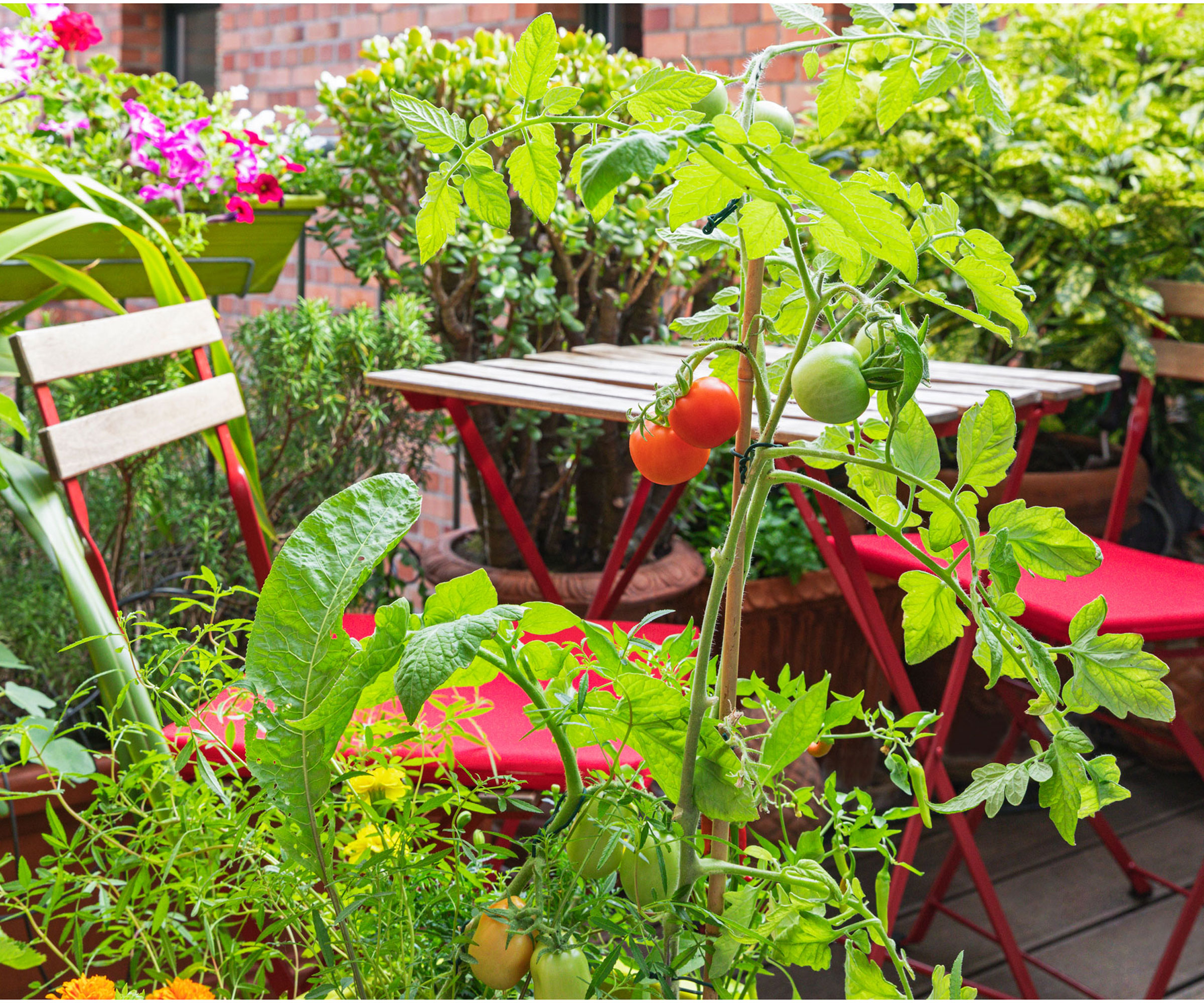 Balcony garden with tomato plants and red bistro set