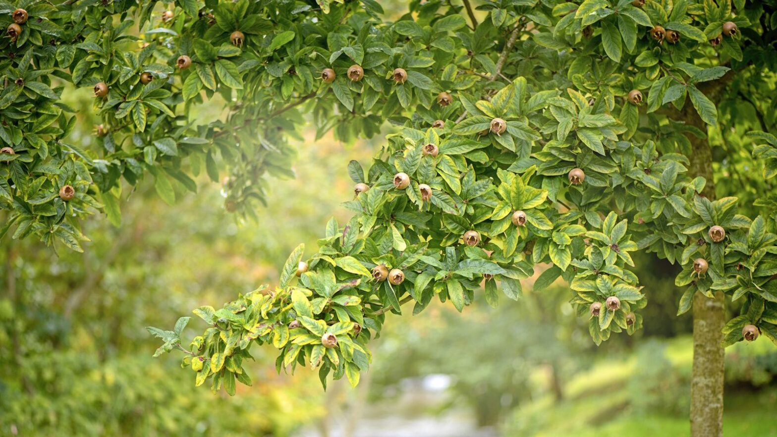Discover the benefits and principles of food forests