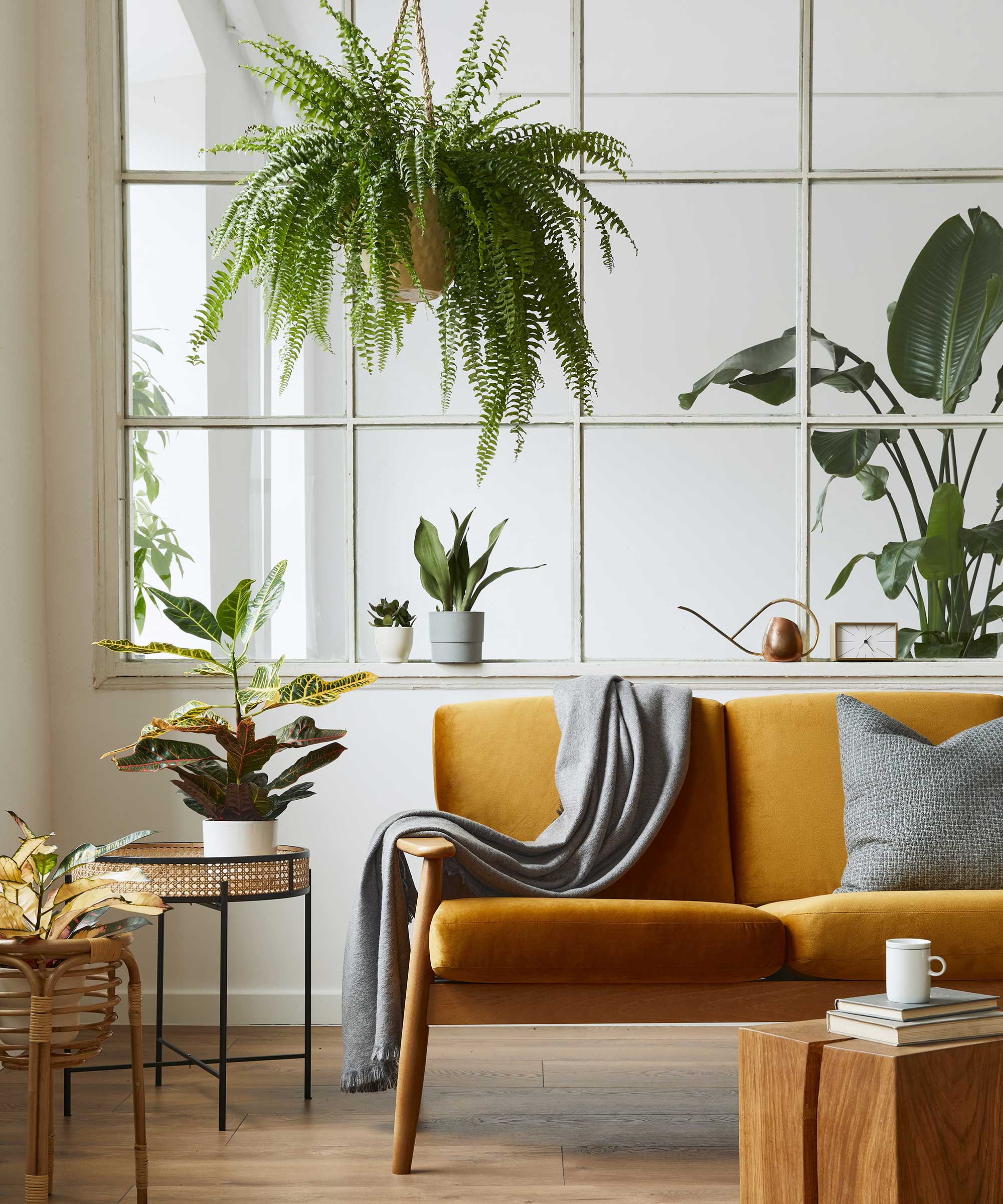 Houseplants in the apartment