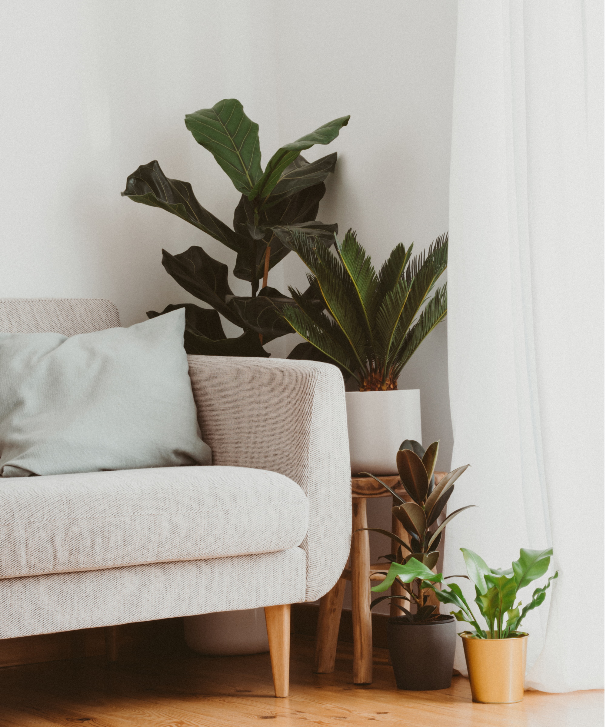A selection of green-leafed houseplants in pots next to a cream fabric sofa in a white living room.