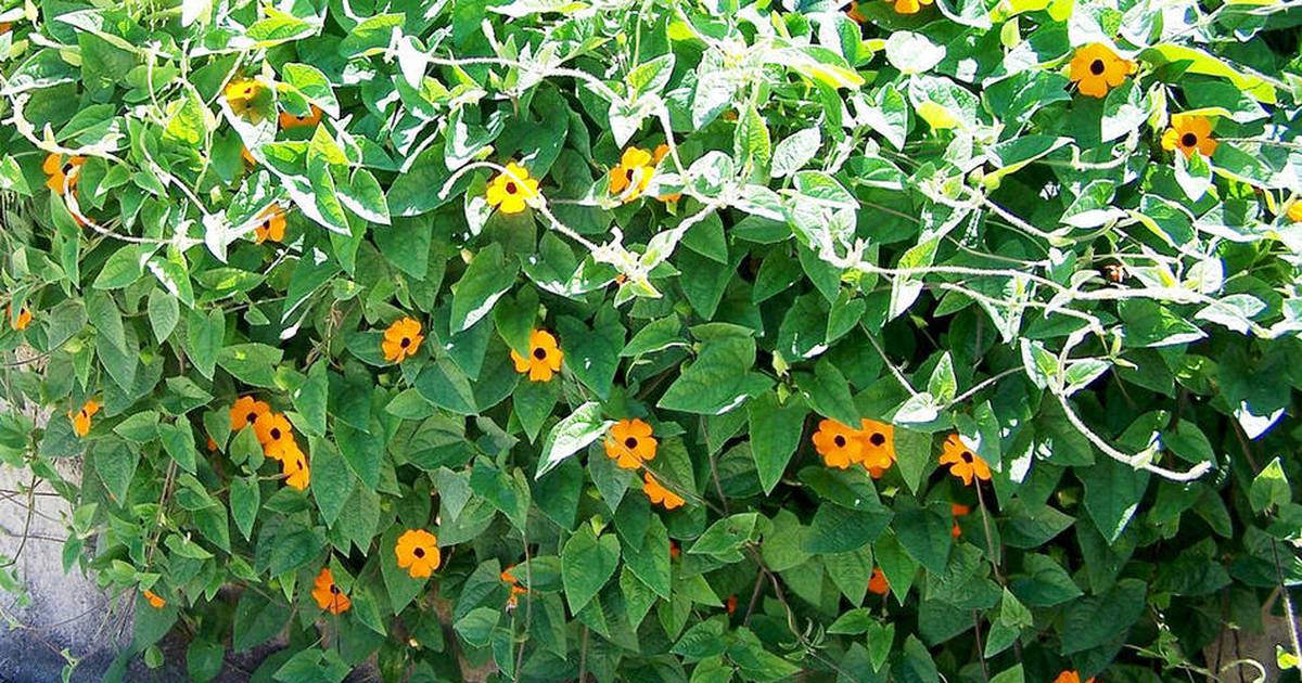Try these fall garden display ideas – Shaw Local