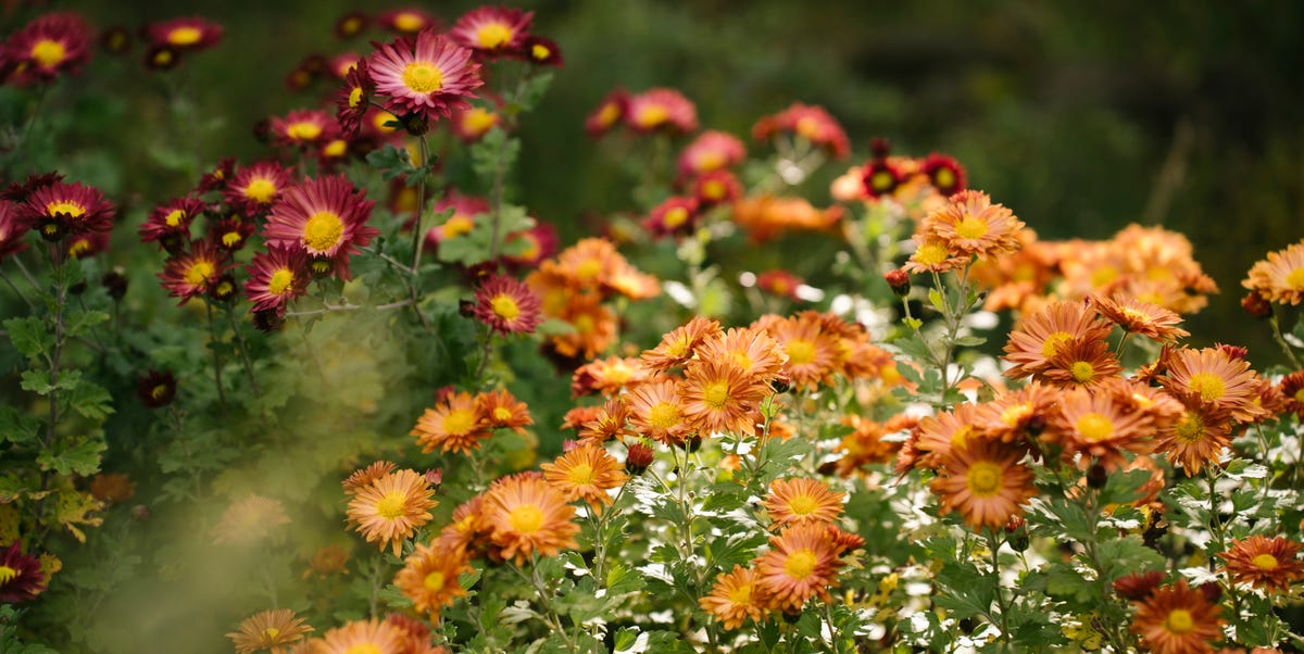 7 Perennials You Should Plant in October Before It's Too Late