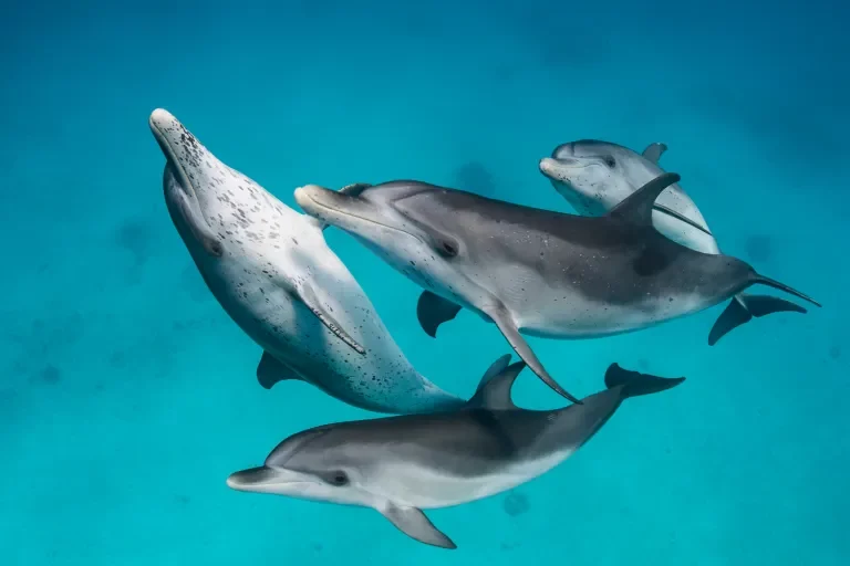 Brent Durand: Underwater Photographer Questions and Answers 3 Dolphin Photo – Photo by Brent Durand