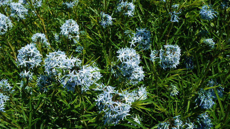 A healthy blue star blooms in a garden.