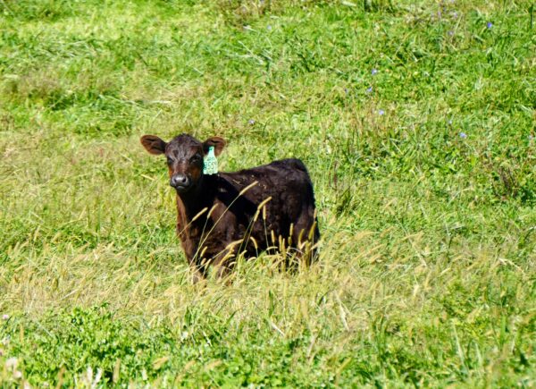 The cows love it and so does the bay: Farmers are spreading awareness about environmentally friendly practices