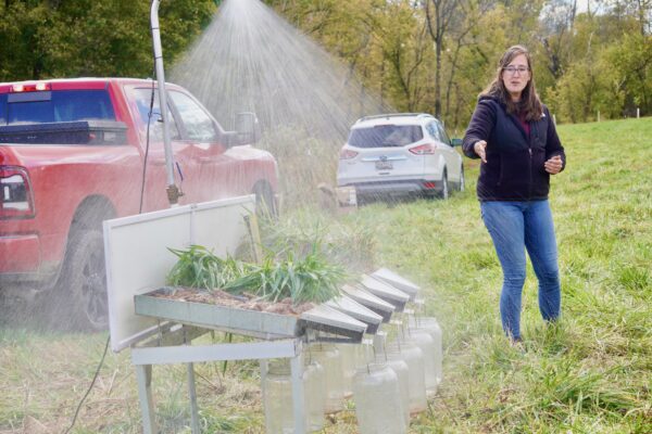 The cows love it and so does the bay: Farmers are spreading awareness about environmentally friendly practices