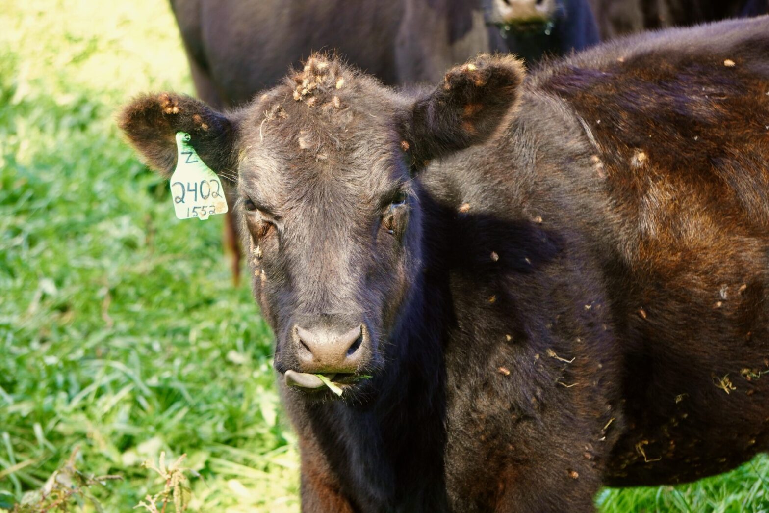 The cows love it and so does the bay: Farmers are spreading awareness about environmentally friendly practices