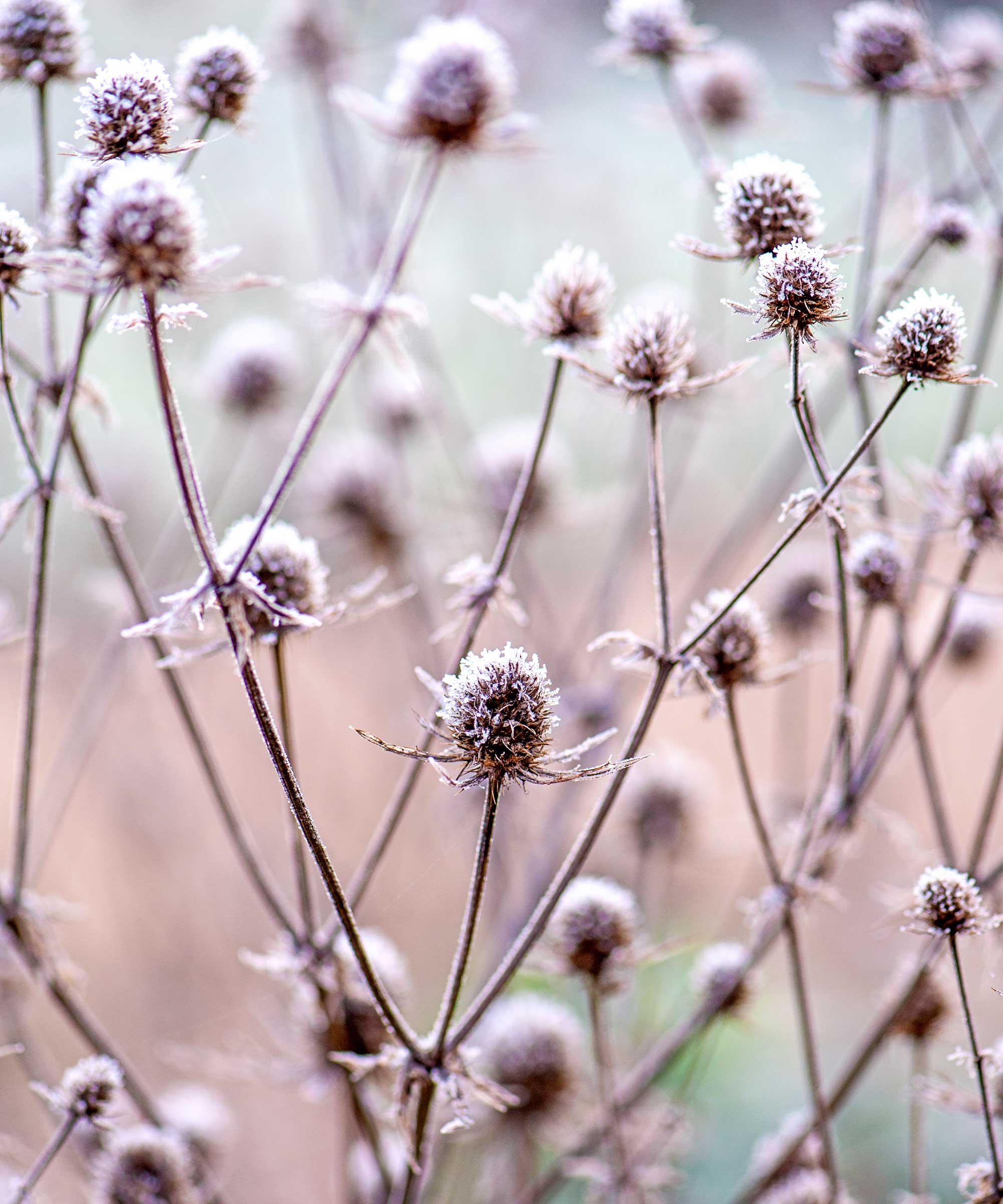 Frosty seed heads in the garden in winter
