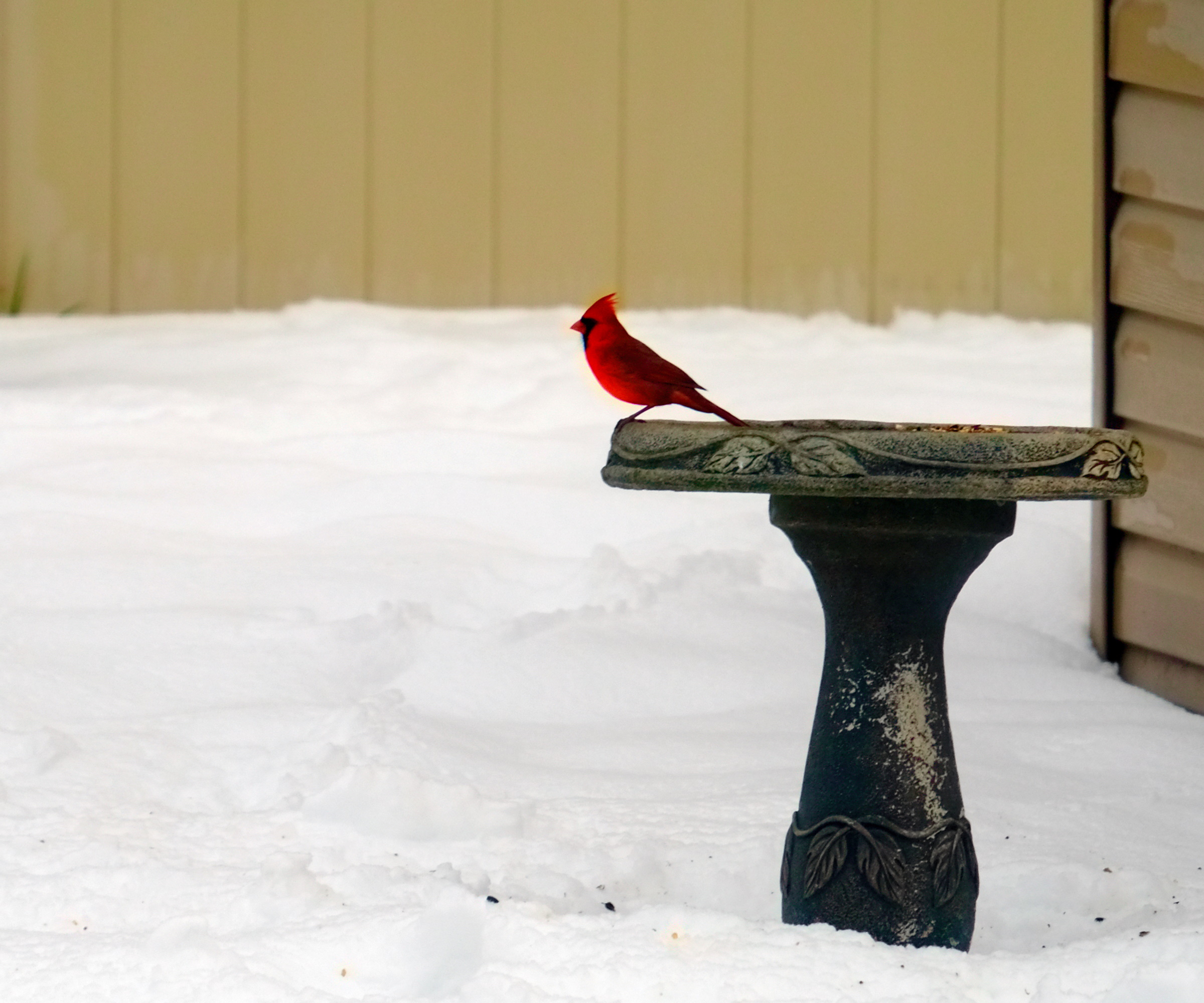 Bird bath in the snow