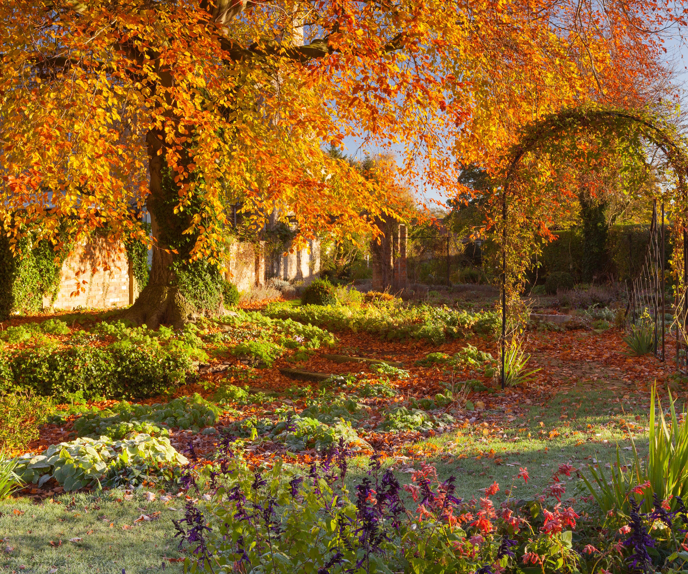 Garden in autumn with fallen leaves and the last flowers