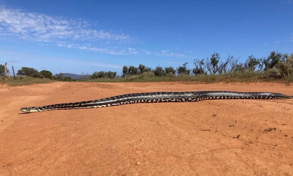 A rare sighting: a giant python snakes its way through the barren Australian landscape