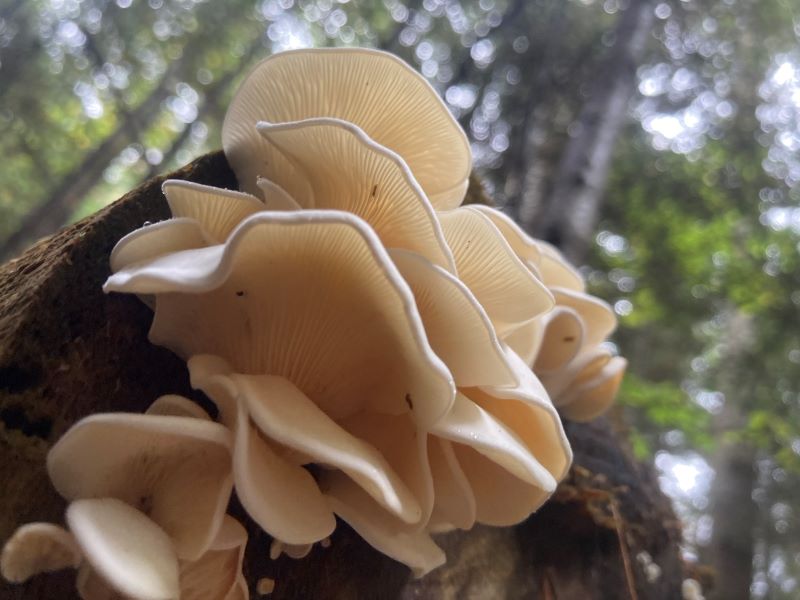 Mushroom at Hamilton Audubon Sanctuary