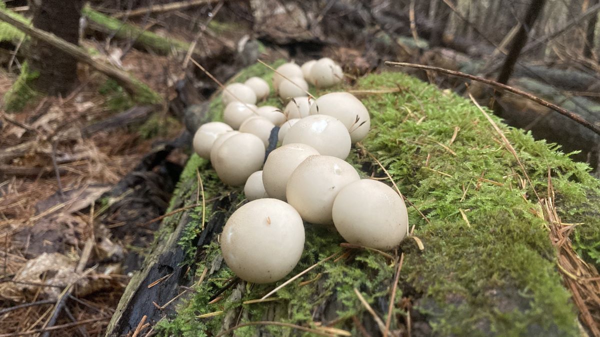 Events in Hamilton - Maine Audubon