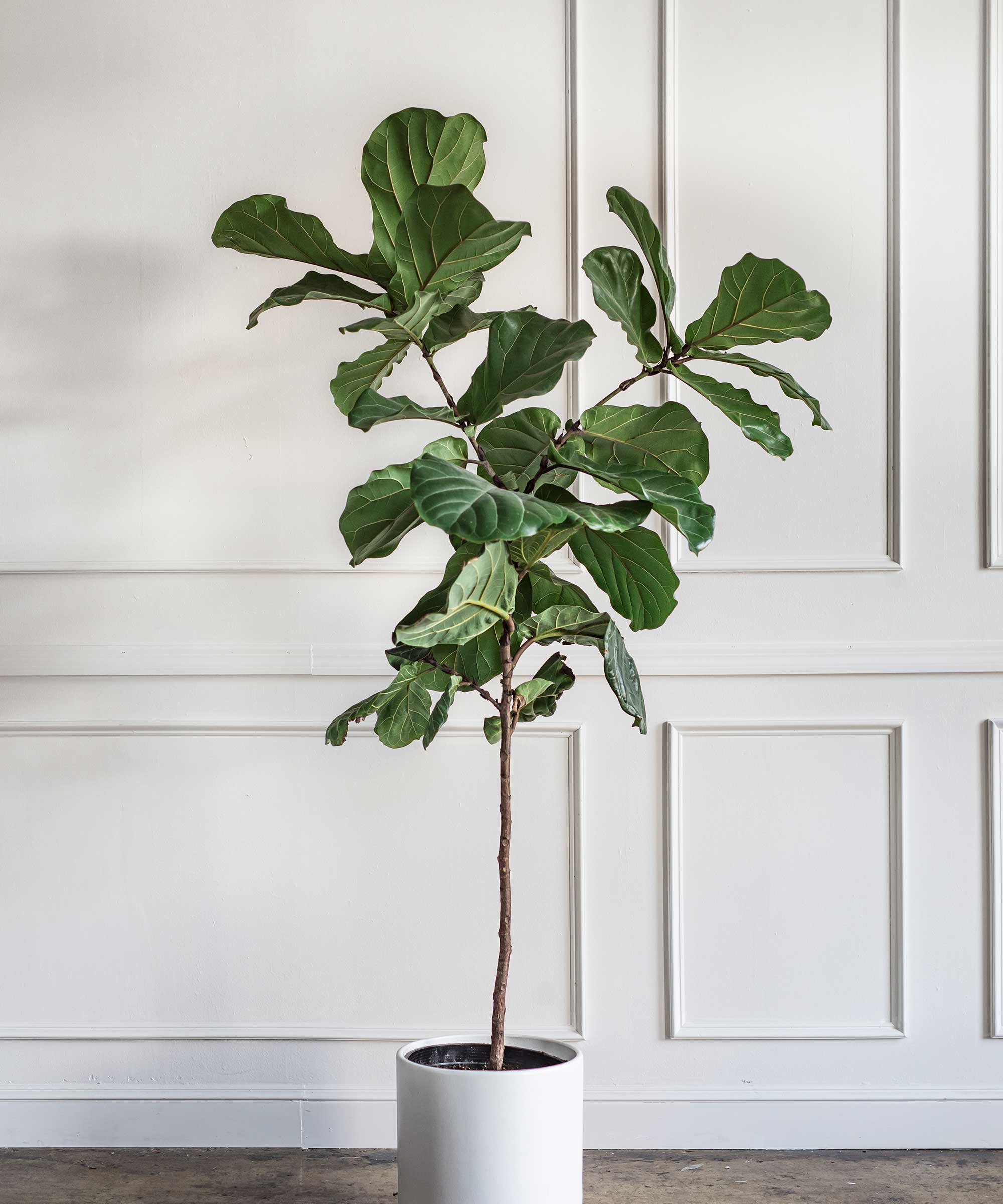 Fiddle leaf fig in white pot